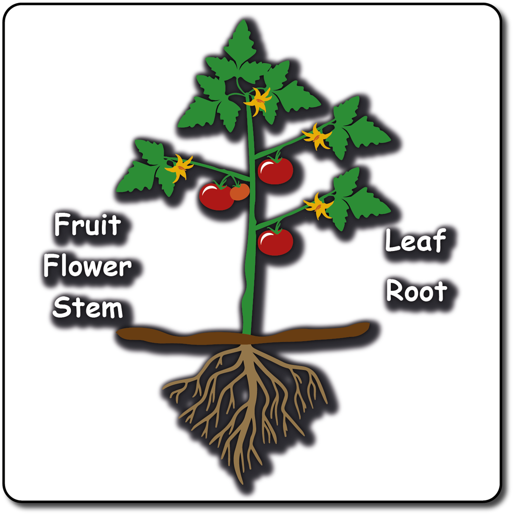 Plant Diagram